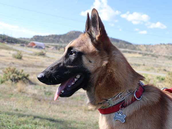 Malinois, Apollo, Search and Rescue, SARDUS