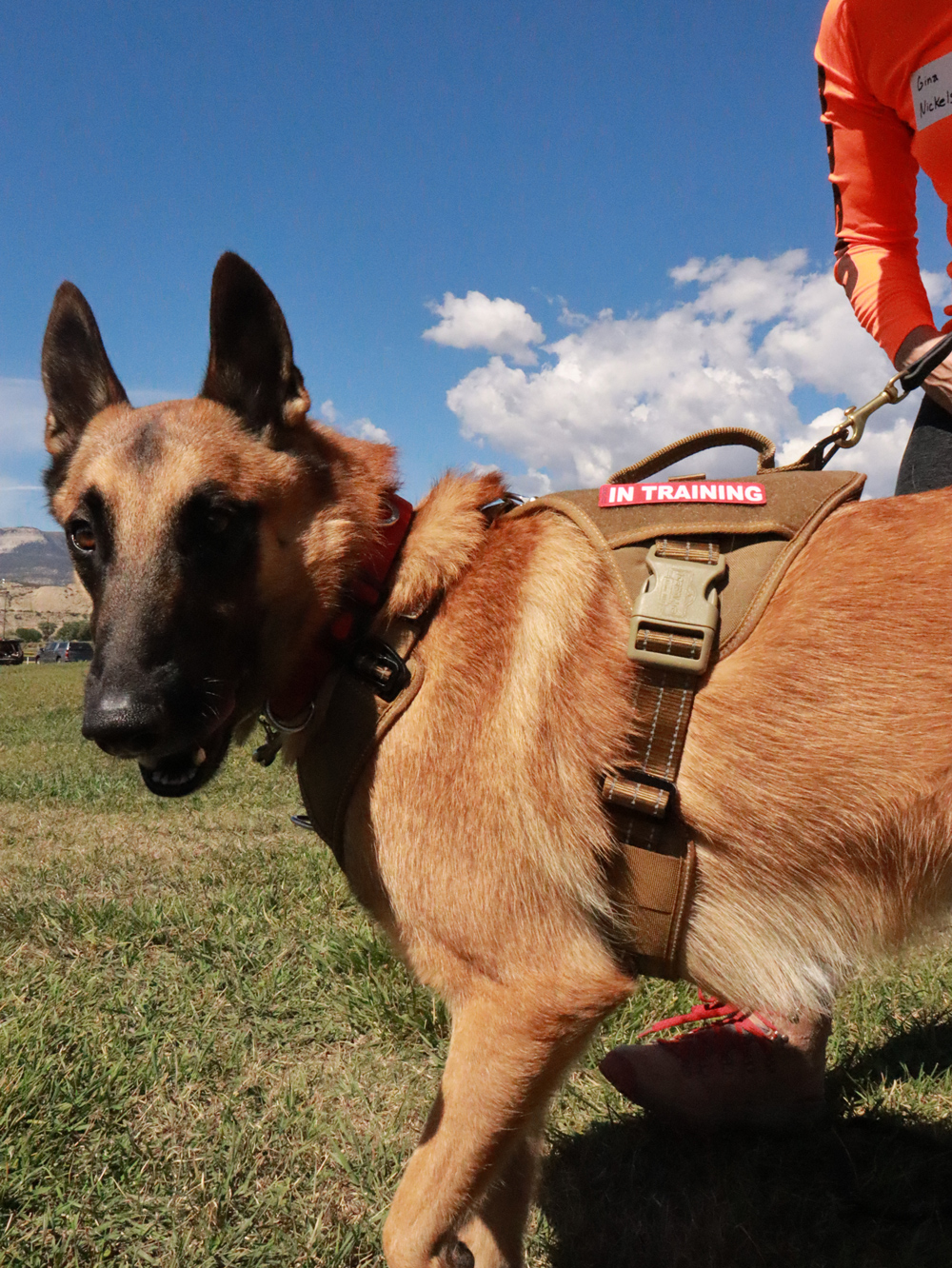 Malinois, Apollo, Search and Rescue