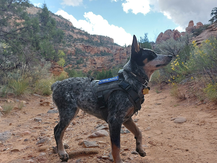 Dane Defense Services, Australian Cattle Dog, Kwilana