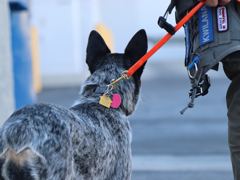 Dane Defense Services, Australian Cattle Dog, Kwilana, Search and Rescue